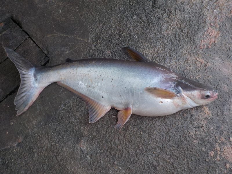 Cerita Lagenda Di Sebalik Mengapa Sesetengah Orang Sarawak Tidak Memakan Ikan Patin