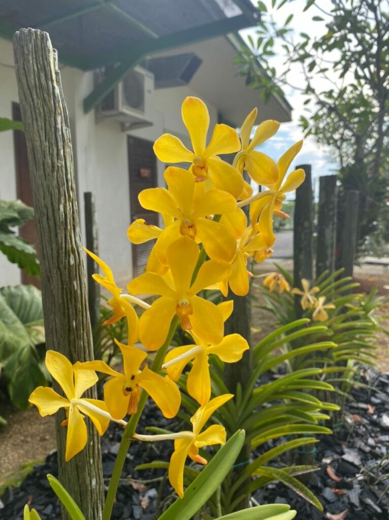 Dikenali Sebagai Bunga Rasmi Negeri Sarawak, Jom Lihat Orkid Normah Di Taman Orkid Kuching
