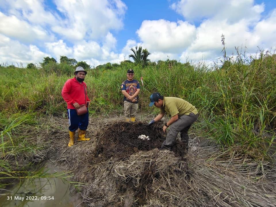 44 Biji Telur Buaya Ditemui Di Kampung Meranek Kota Samarahan