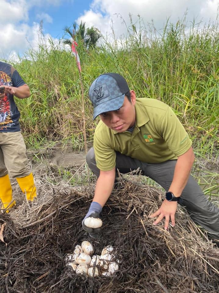 44 Biji Telur Buaya Ditemui Di Kampung Meranek Kota Samarahan