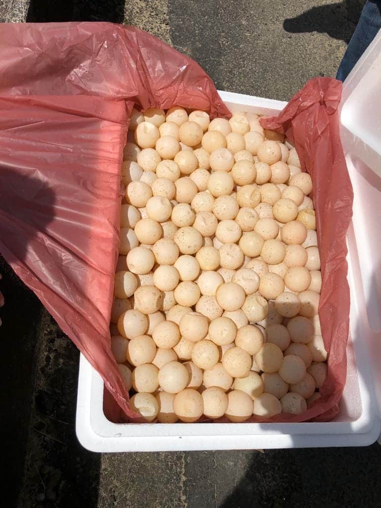 2 Lelaki Tumpas Seludup 11,700 Biji Telur Penyu Di Lawas
