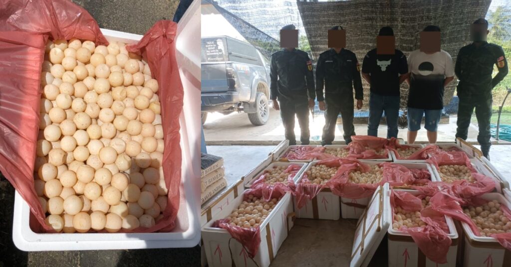 2 Lelaki Tumpas Seludup 11,700 Biji Telur Penyu Di Lawas