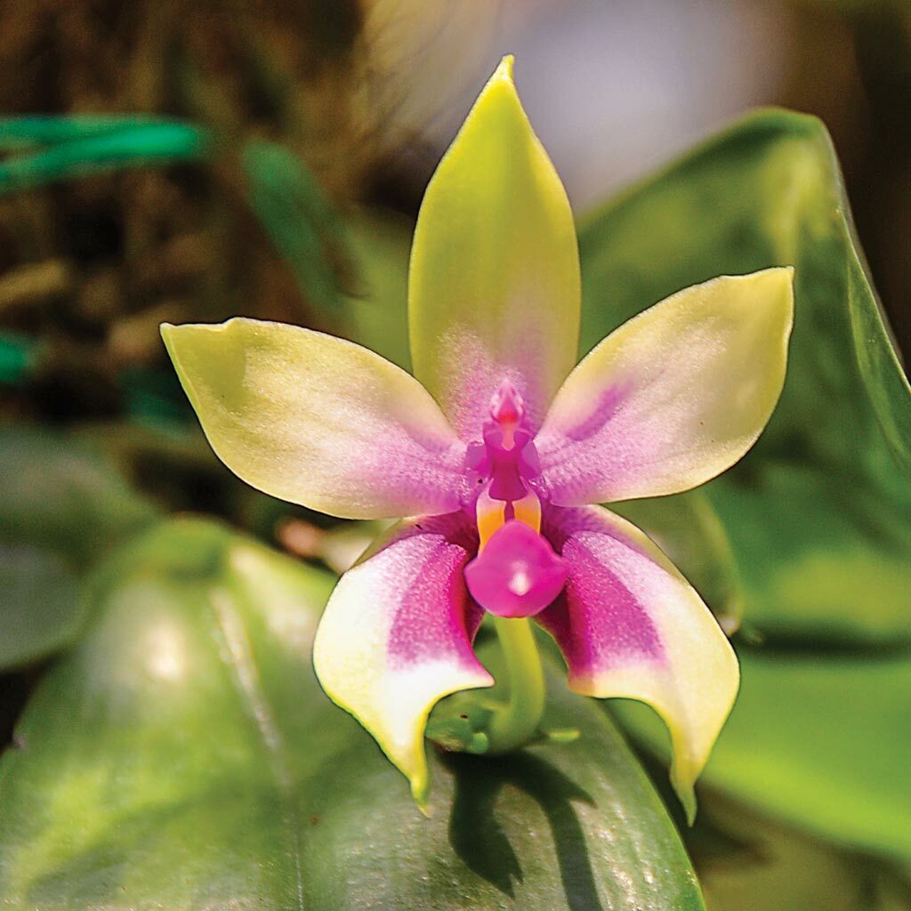 Dikenali Sebagai Bunga Rasmi Negeri Sarawak, Jom Lihat Orkid Normah Di Taman Orkid Kuching