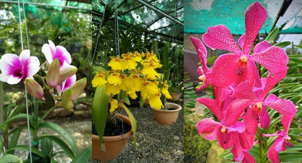 Dikenali Sebagai Bunga Rasmi Negeri Sarawak, Jom Lihat Orkid Normah Di Taman Orkid Kuching