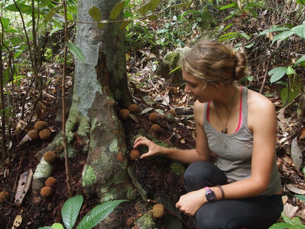 Keunikannya Digemari Ramai, Kenali 4 Jenis Durian Hutan Di Borneo