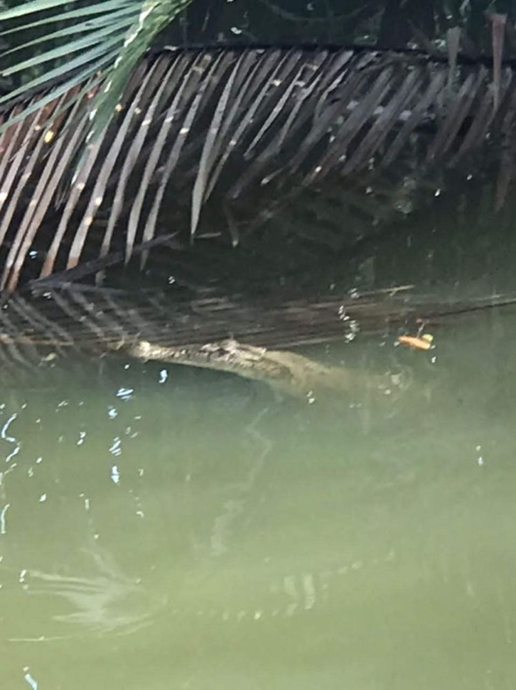 Bagi Penampar Pada Buaya, Lelaki Terlepas Ajal Di Kampung Tabuan Melayu