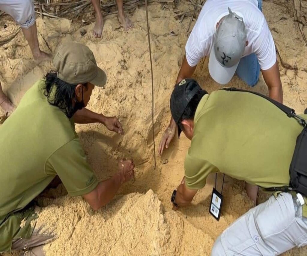 Penyu Agar Kembali Bertelur Di Golden Beach Bintulu Selepas Menghilang Selama 20 Tahun.