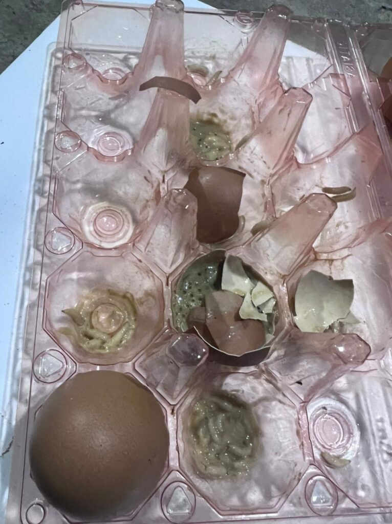 NGERI! Lelaki Ini Jumpa Ulat Dalam Telur Yang Dibeli Dari Supermarket Bintulu
