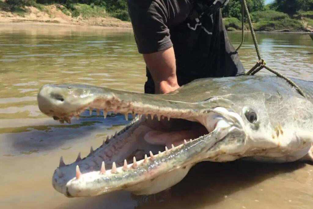 Ikan Mirip Alligator Dijumpai Di Tatau, Pembunuh Ikan Di Sungai Sarawak