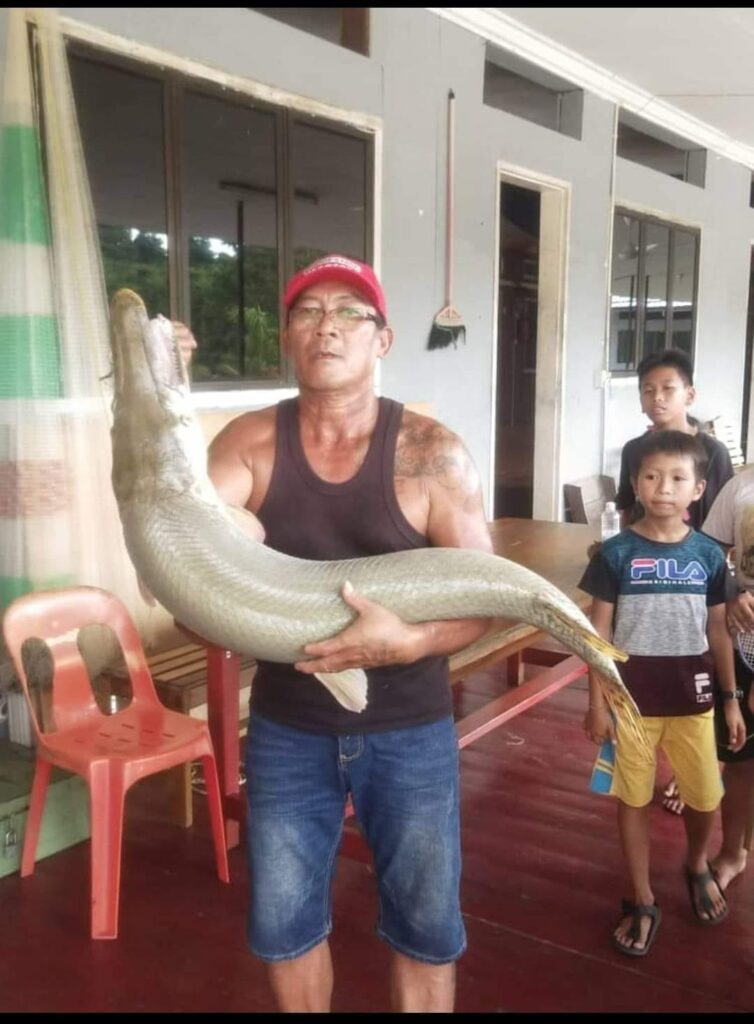 Ikan Mirip Alligator Dijumpai Di Tatau, Pembunuh Ikan Di Sungai Sarawak