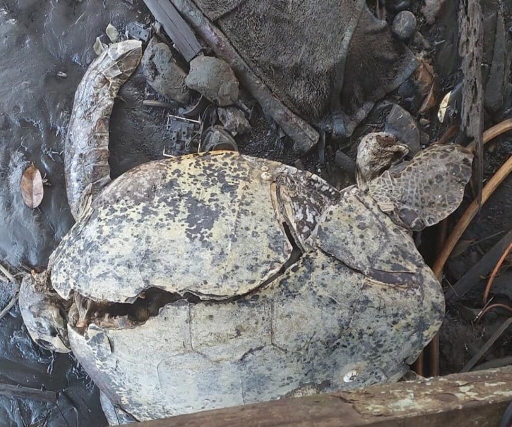 Bangkai Penyu Hijau Di Miri Ditemui Dengan Kesan Kecederaan Seperti 'Disengajakan'