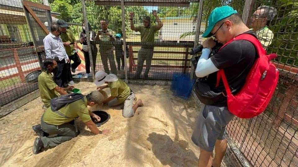 Penyu Agar Kembali Bertelur Di Golden Beach Bintulu Selepas Menghilang Selama 20 Tahun