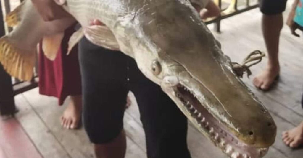 Ikan Mirip Alligator Dijumpai Di Tatau, Pembunuh Ikan Di Sungai Sarawak