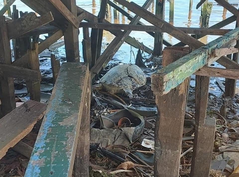 Bangkai Penyu Hijau Di Miri Ditemui Dengan Kesan Kecederaan Seperti 'Disengajakan'