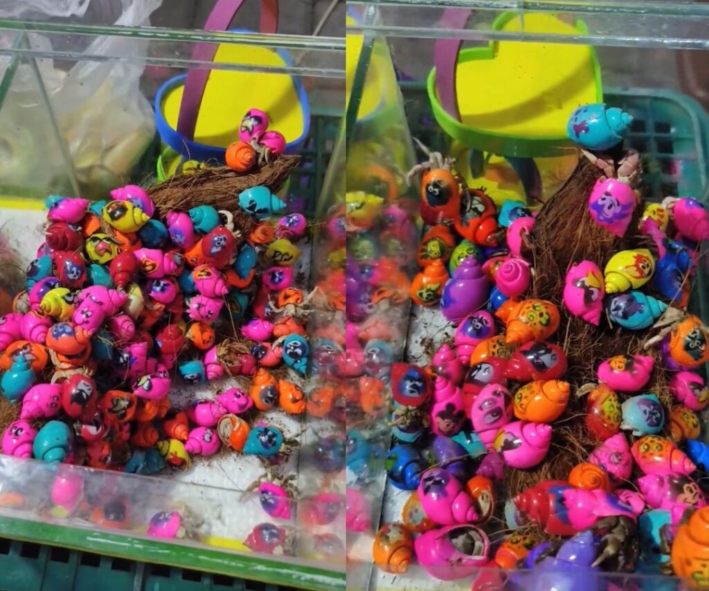 Adakah Penjualan 'Hermit Crab' Dengan Cengkerangnya Dicat Sebagai Hiasan Baik Atau Berbahaya?