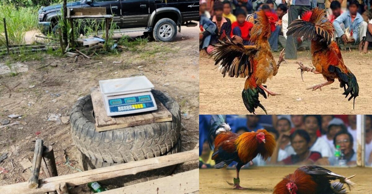 Halang Pegawai Buat Serbuan Sabung Ayam, 4 Warga Emas Ini Ditahan Di Julau