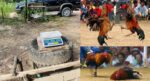 Halang Pegawai Buat Serbuan Sabung Ayam, 4 Warga Emas Ini Ditahan Di Julau