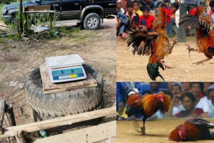 Halang Pegawai Buat Serbuan Sabung Ayam, 4 Warga Emas Ini Ditahan Di Julau