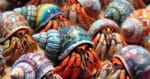 Ketahui Risiko Toksik Keindahan Warna Warni Cengkerang Terhadap Ketam Hermit