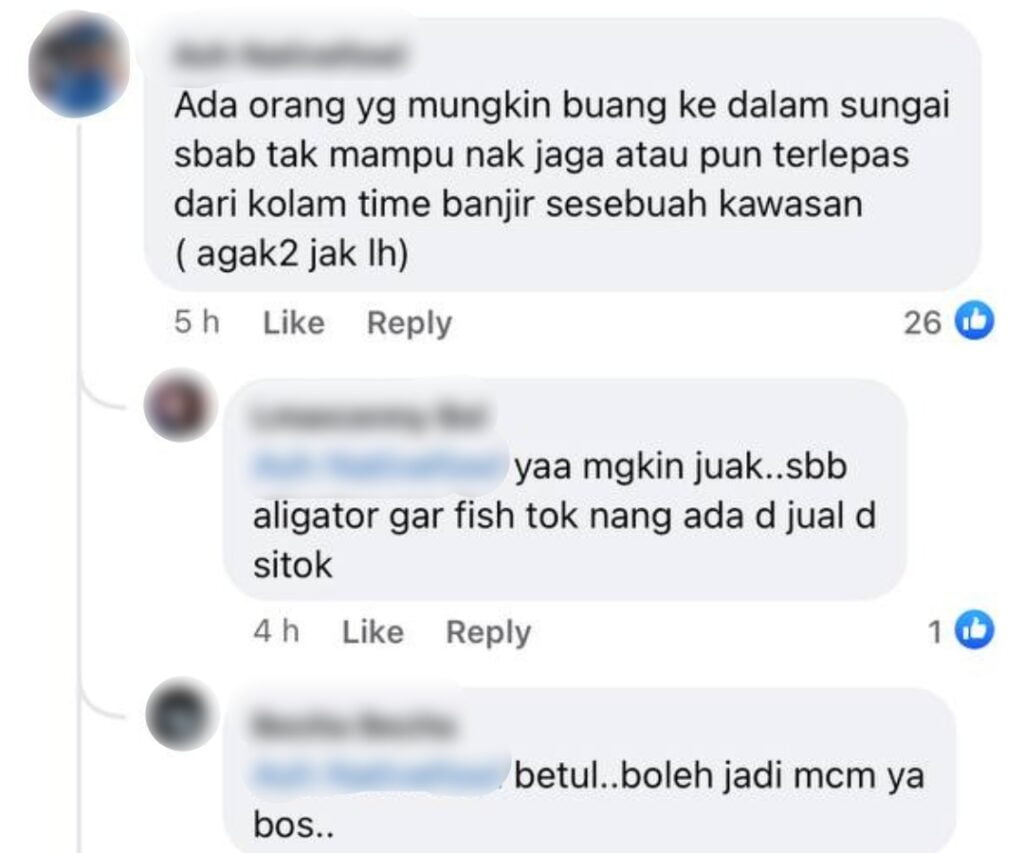 Ikan Mirip Alligator Dijumpai Di Tatau, Pembunuh Ikan Di Sungai Sarawak