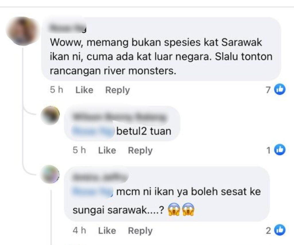 Ikan Mirip Alligator Dijumpai Di Tatau, Pembunuh Ikan Di Sungai Sarawak