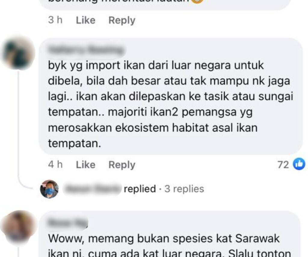 Ikan Mirip Alligator Dijumpai Di Tatau, Pembunuh Ikan Di Sungai Sarawak