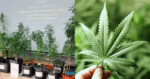 'Kantoi' Tanam 34 Pokok Ganja Dalam Kebun Sayur Di Sibu