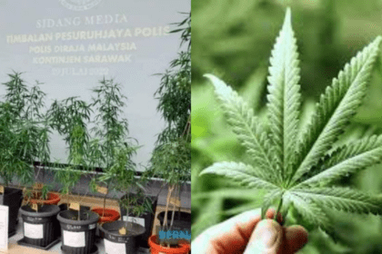 'Kantoi' Tanam 34 Pokok Ganja Dalam Kebun Sayur Di Sibu