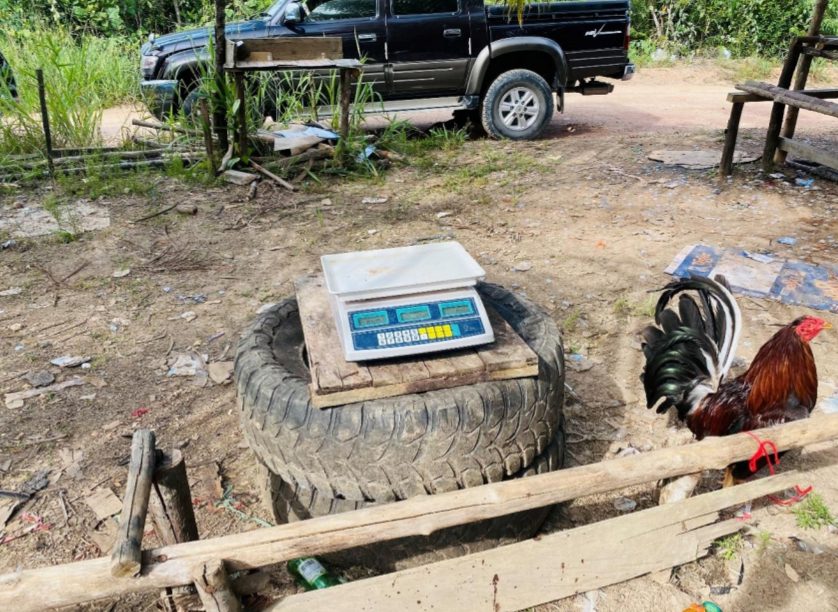 Halang Pegawai Buat Serbuan Sabung Ayam, 4 Warga Emas Ini Ditahan Di Julau