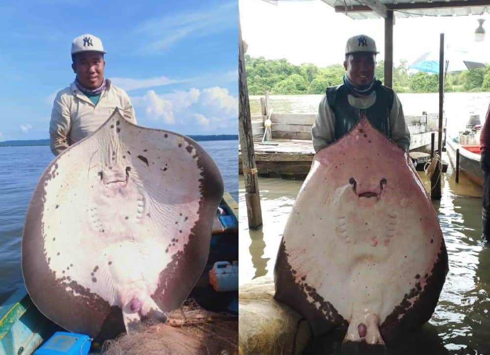 Nelayan Dari Limbang Peroleh Dua Pari Gergasi Berat Lebih 100 Kilogram