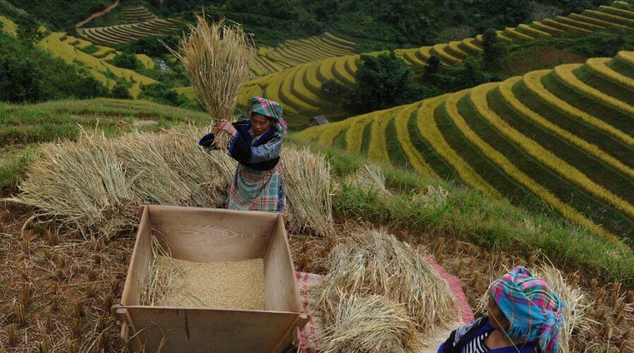 Bina Startup Berteraskan Sekuriti Makanan Dalam Masa 54 Jam Menerusi Program Ini