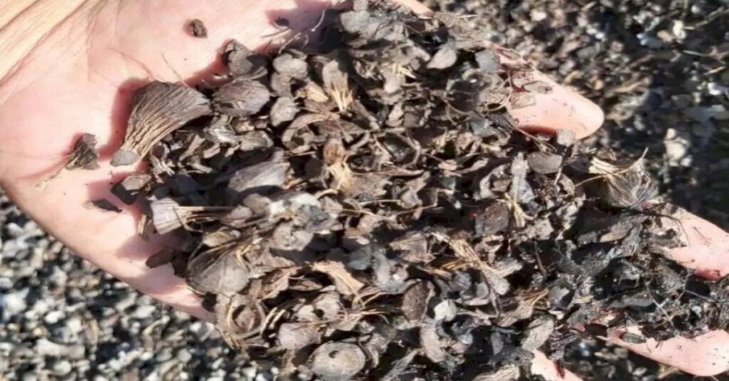 Malaysia Berpotensi Jadi Pengeluar Besar Graphene Diperbuat Dari Isirung Kelapa Sawit