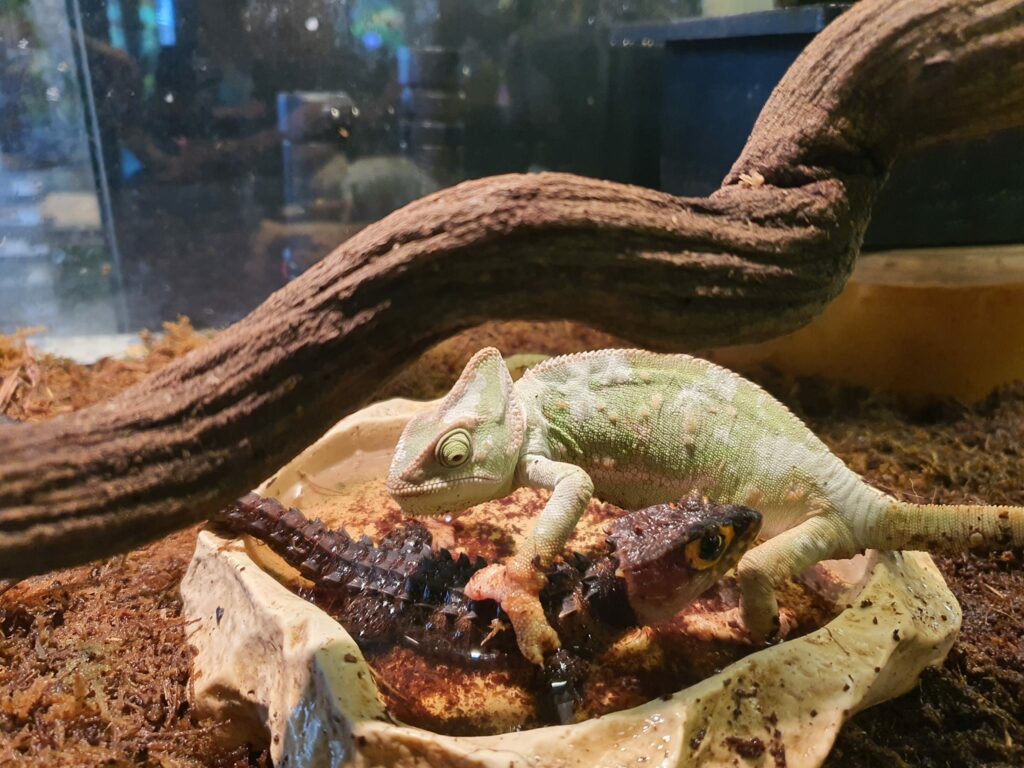 Aktiviti Menarik Bersama Si Kecil, Pameran Mini Haiwan Reptilia Bakal Diadakan Di Summer Mall