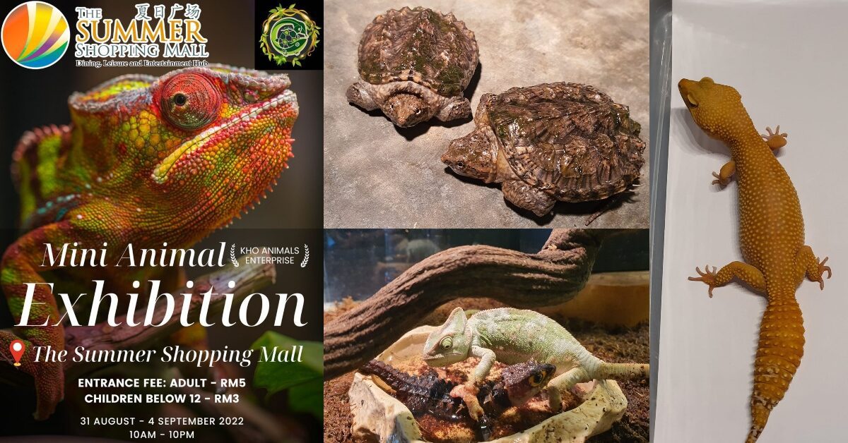 Aktiviti Menarik Bersama Si Kecil, Pameran Mini Haiwan Reptilia Bakal Diadakan Di Summer Mall