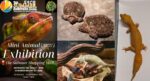 Aktiviti Menarik Bersama Si Kecil, Pameran Mini Haiwan Reptilia Bakal Diadakan Di Summer Mall