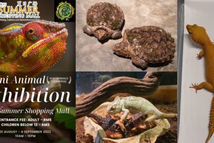 Aktiviti Menarik Bersama Si Kecil, Pameran Mini Haiwan Reptilia Bakal Diadakan Di Summer Mall