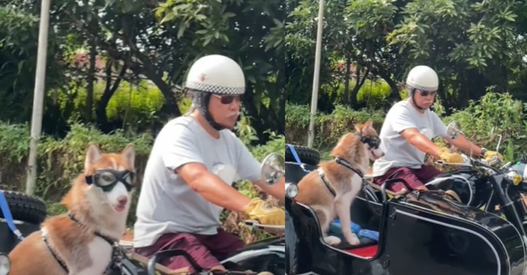 Gaya 'Rugged' Pakcik Bersama Anjing Peliharaannya Naik Big Bike Ini Tarik Perhatian Netizen