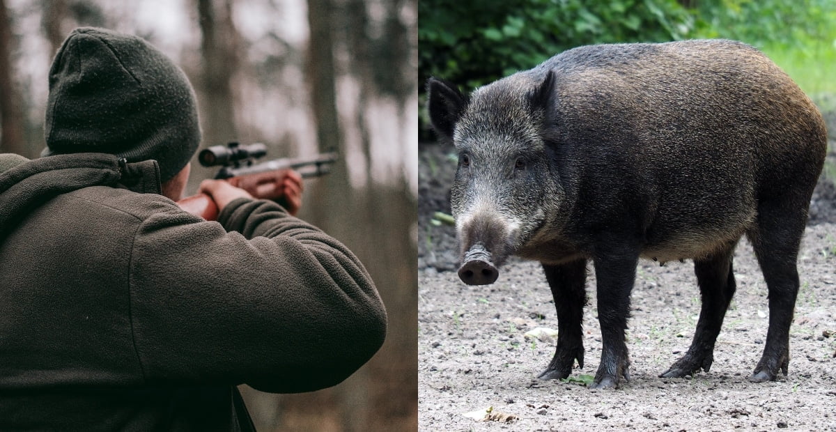 Disangka Babi Hutan, Pesara Tentera Maut Ditembak Rakan Sendiri Semasa Berburu