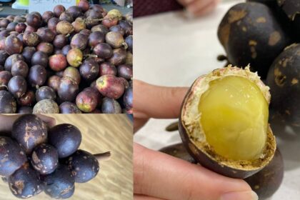 Isinya Tebal Dan Manis, Ketahui Buah Kristal Yang Terkenal Dengan 3 Rasa