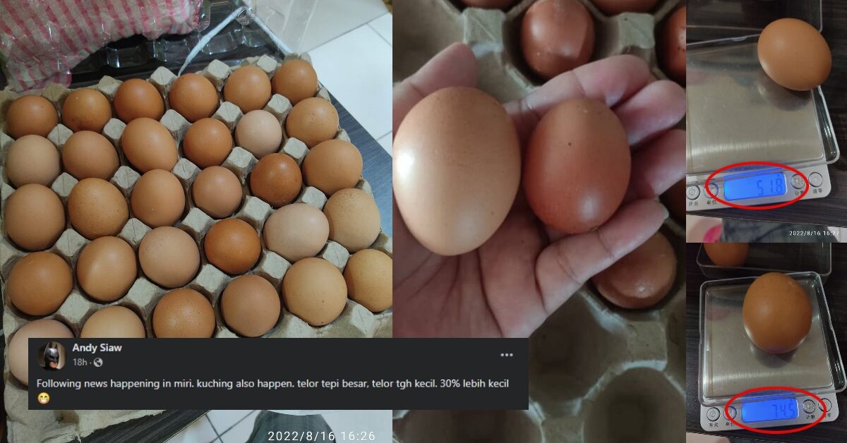 Tular Pembeli Ditipu Peniaga Jual Telur Saiz Gred A Di Miri Dan Kuching