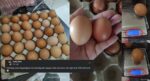 Tular Pembeli Ditipu Peniaga Jual Telur Saiz Gred A Di Miri Dan Kuching