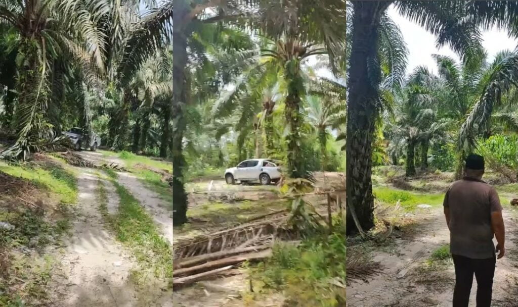 Tular Aksi Berani Rembat Buah Sawit Guna Kenderaan Curi Di Lundu, Laporan Polis Sedang Dibuat