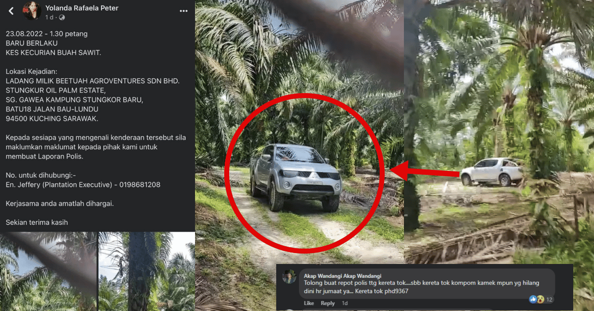 Tular Aksi Berani 'Rembat' Buah Sawit Guna Kenderaan Curi Di Lundu, Laporan Polis Sedang Dibuat