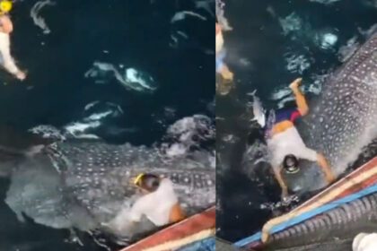 Termasuk Pukat Dekat Perairan Santubong, Sekumpulan Penyelidik Berjaya Selamatkan Seekor Ikan Paus Yu