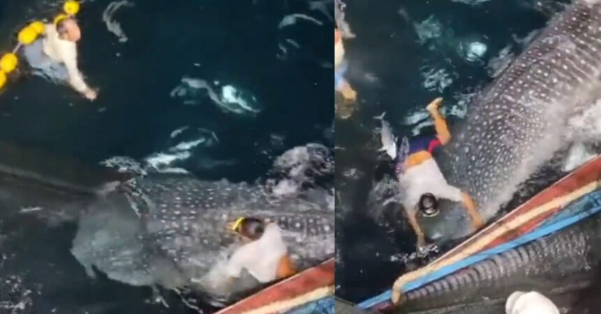 Termasuk Pukat Dekat Perairan Santubong, Sekumpulan Penyelidik Berjaya Selamatkan Seekor Ikan Paus Yu