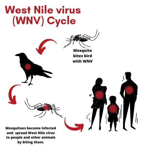 Catat Sebanyak 11 Kematian, Itali Menjadi Kawasan 'Hotspot' Wabak Demam West Nile