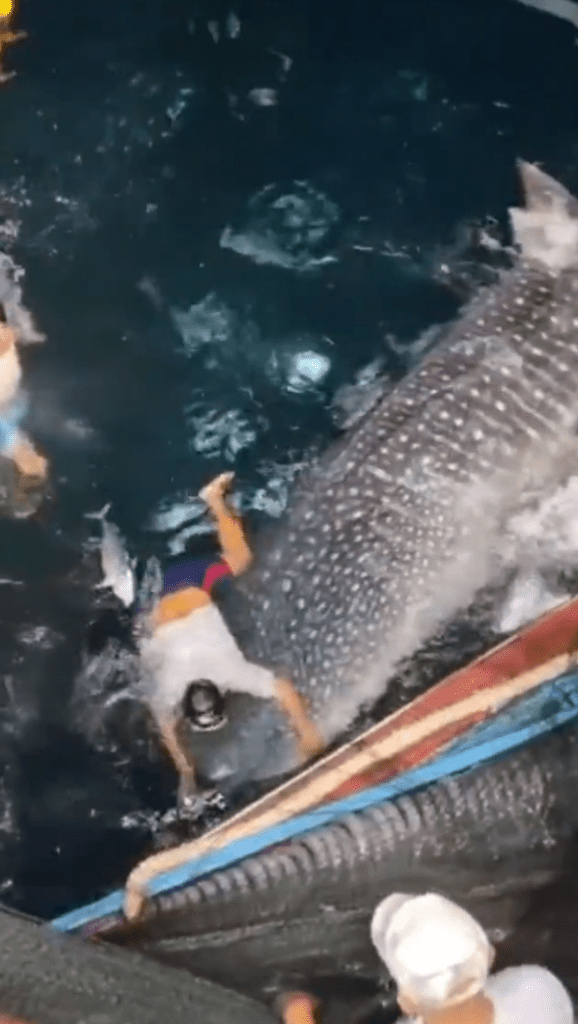 Termasuk Pukat Dekat Perairan Santubong, Sekumpulan Penyelidik Berjaya Selamatkan Seekor Ikan Paus Yu