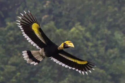 Kenali 10 Spesis Burung Kenyalang, 3 Daripadanya Paling Common Di Sarawak