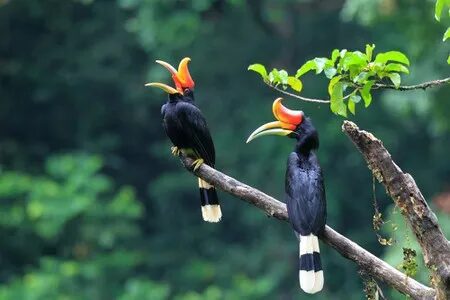 Kenali 10 Spesis Burung Kenyalang, 3 Daripadanya Paling Common Di Sarawak