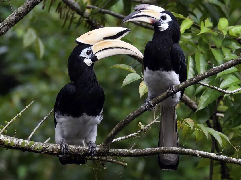 Kenali 10 Spesis Burung Kenyalang, 3 Daripadanya Paling Common Di Sarawak